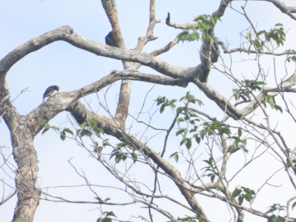 Yellow-tufted Woodpecker - ML619287359