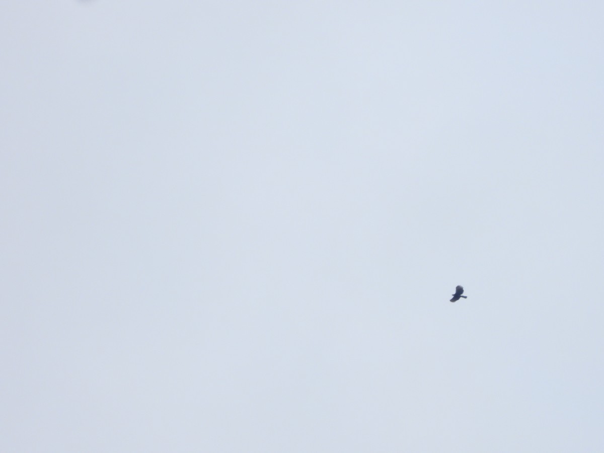 Black Hawk-Eagle - ML619287364