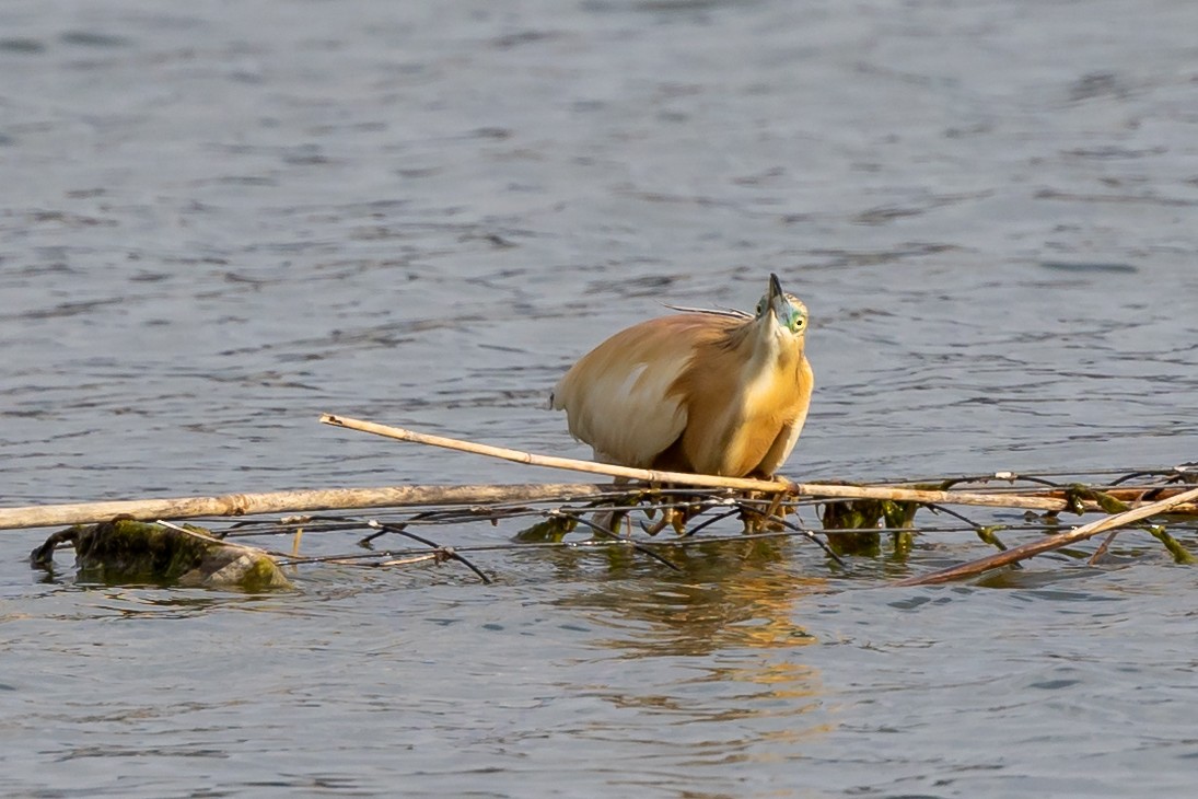 Squacco Heron - Nikos Mavris