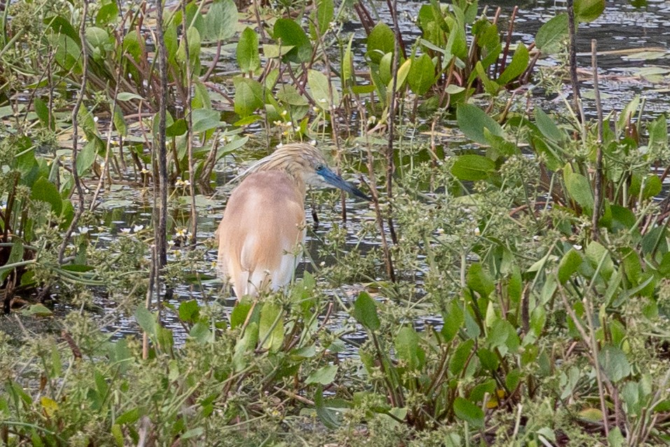 Squacco Heron - Nikos Mavris