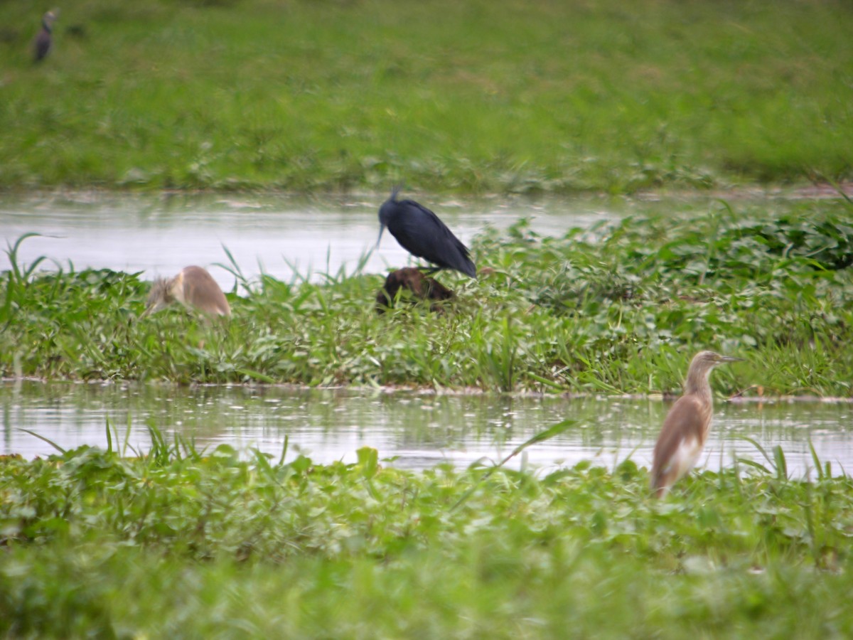 Squacco Heron - Marcos Lacasa