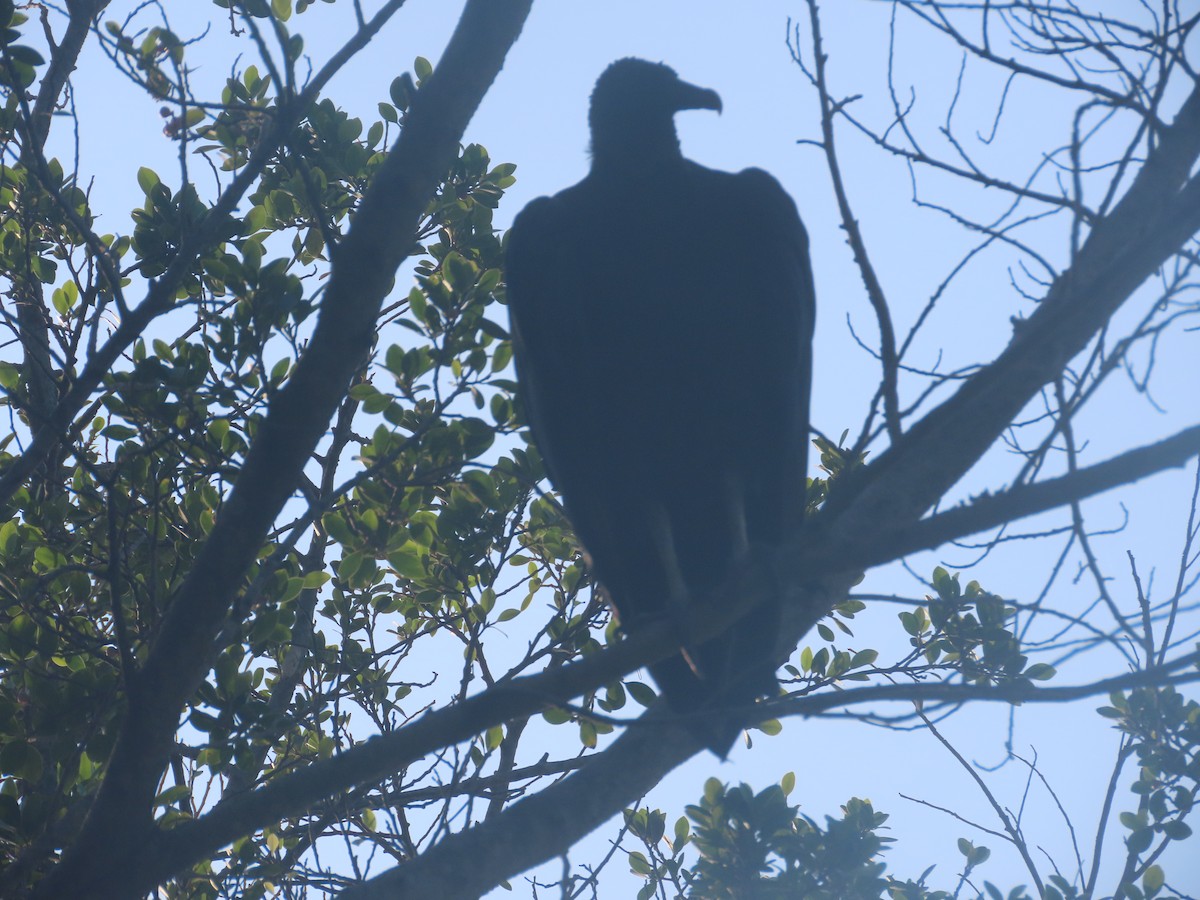 Black Vulture - ML619287394