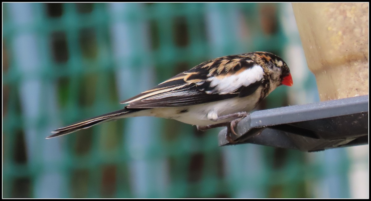 Pin-tailed Whydah - Peter Gordon