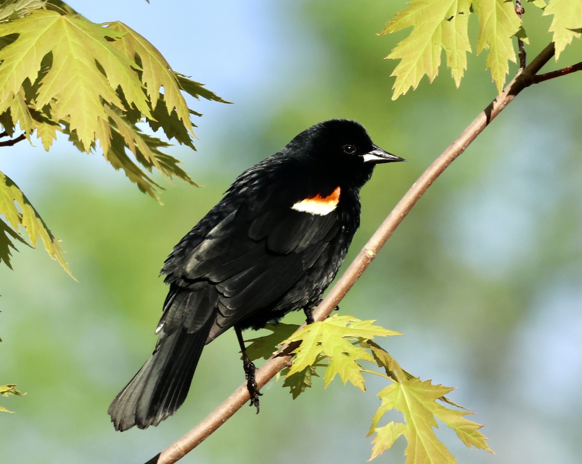 Red-winged Blackbird - Charlie   Nims
