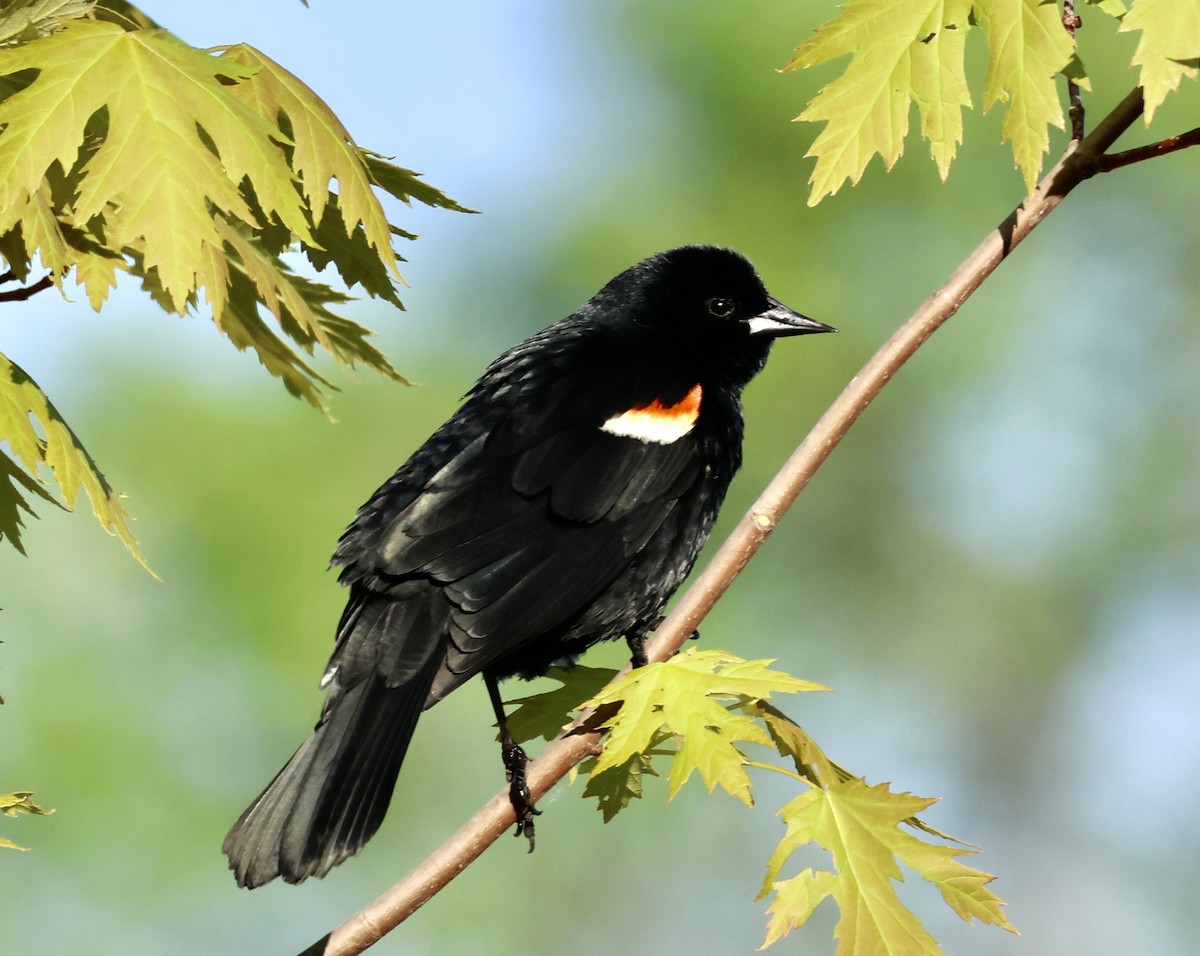 Red-winged Blackbird - ML619287410