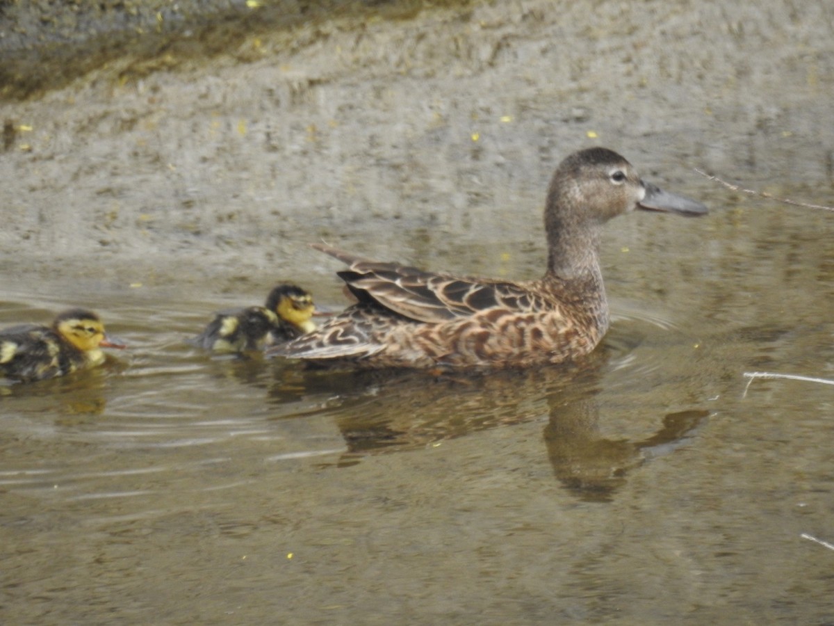 Cinnamon Teal - Forrest Luke