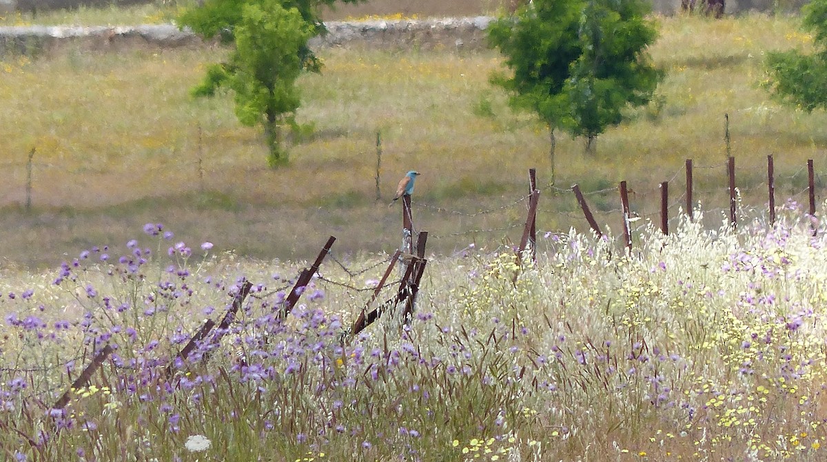 European Roller - ML619287447