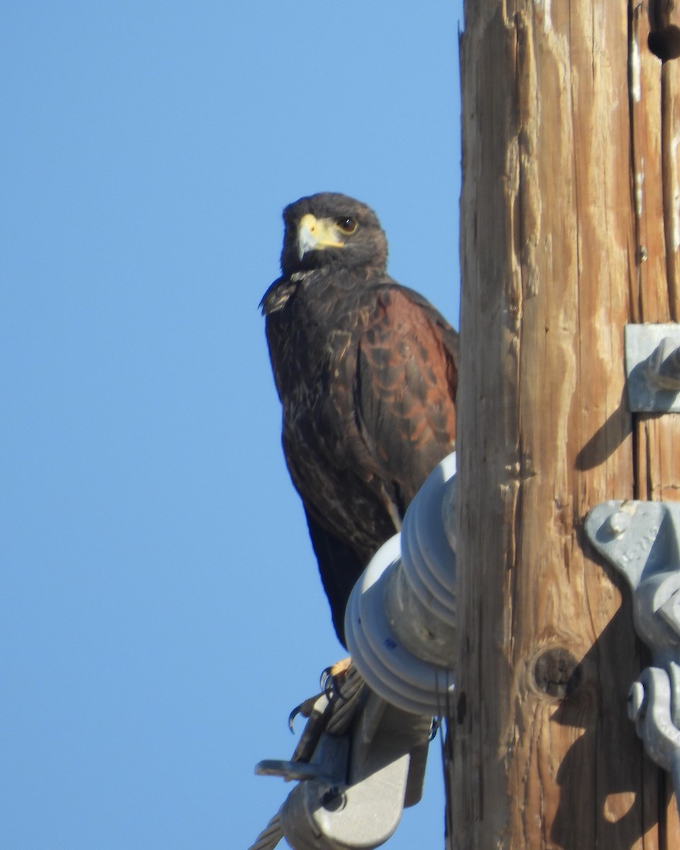 Harris's Hawk - Nick Komar