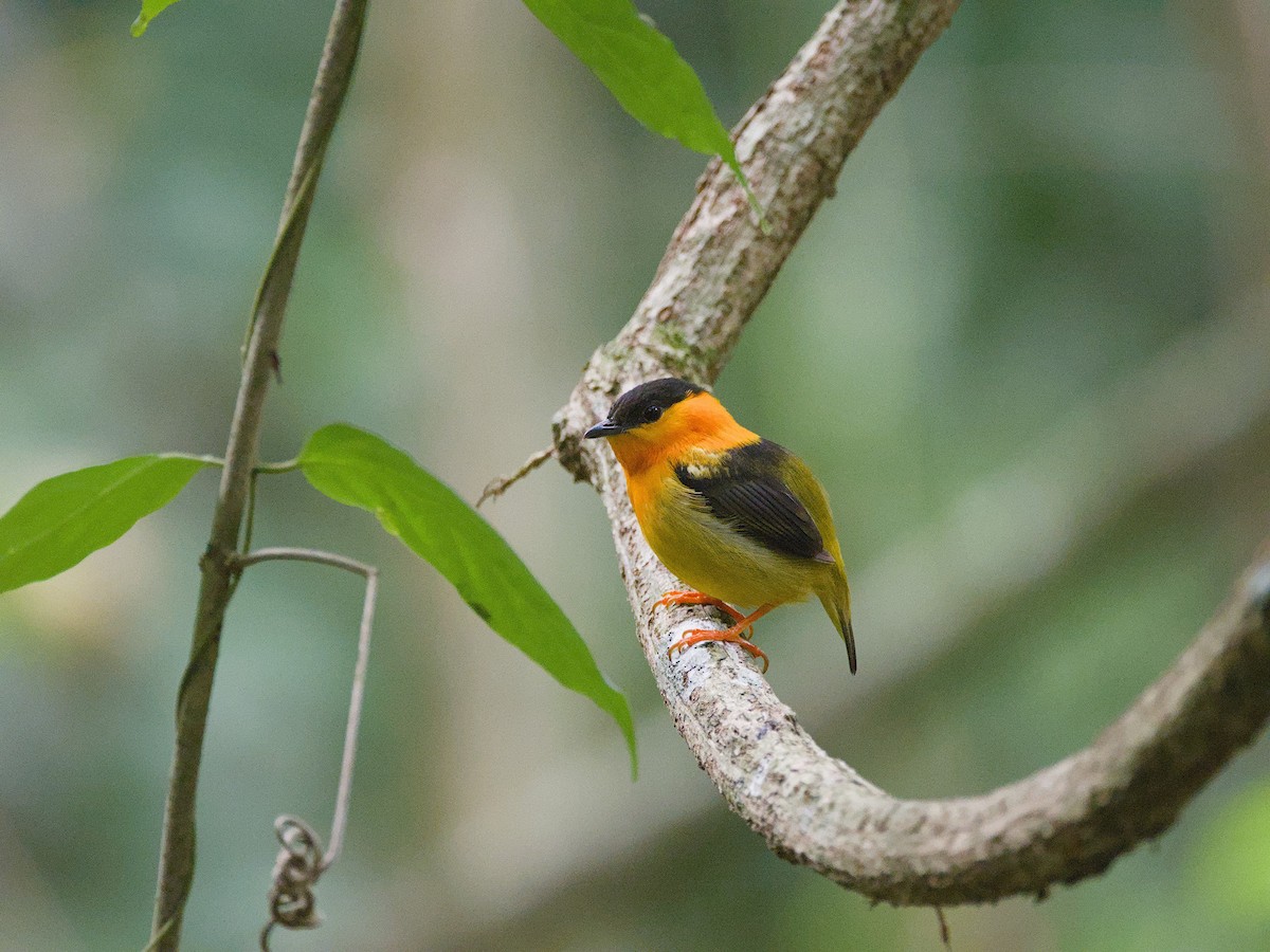 Orange-collared Manakin - Antonio Maldonado