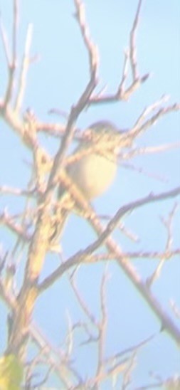 Blue-gray Gnatcatcher - ML619287459