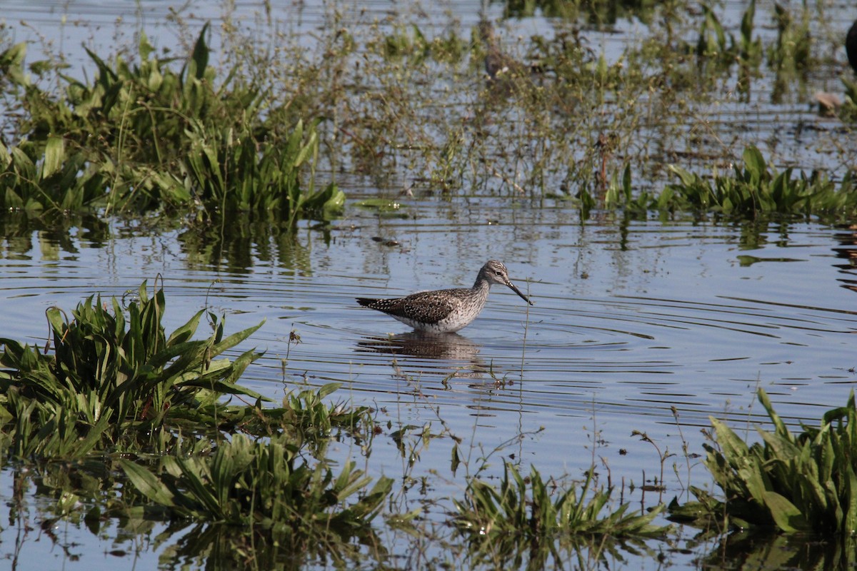 Greater Yellowlegs - Kevin Wistrom