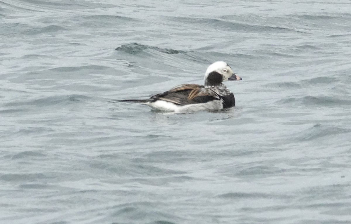 Long-tailed Duck - Cynthia Ehlinger