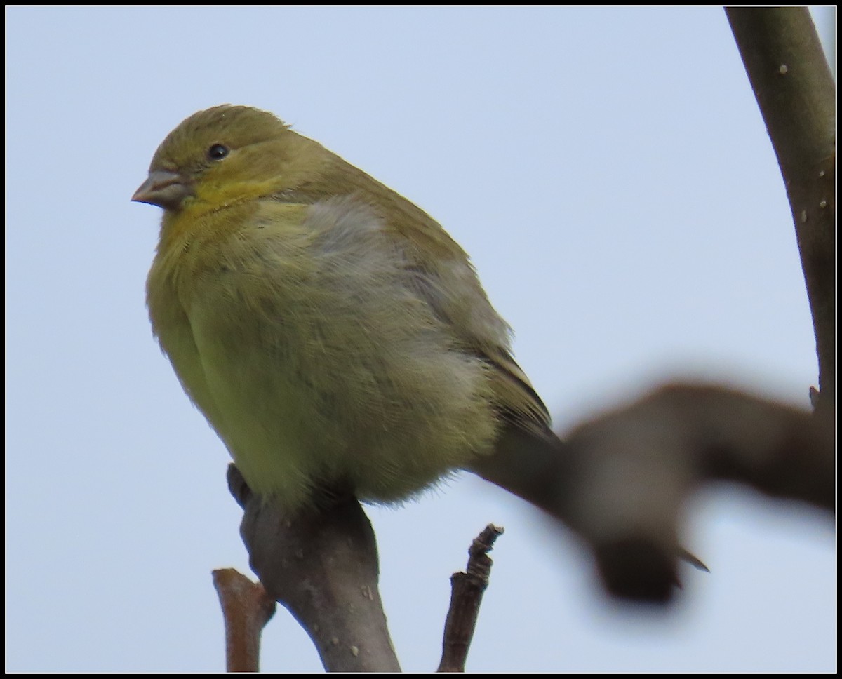 Lesser Goldfinch - Peter Gordon