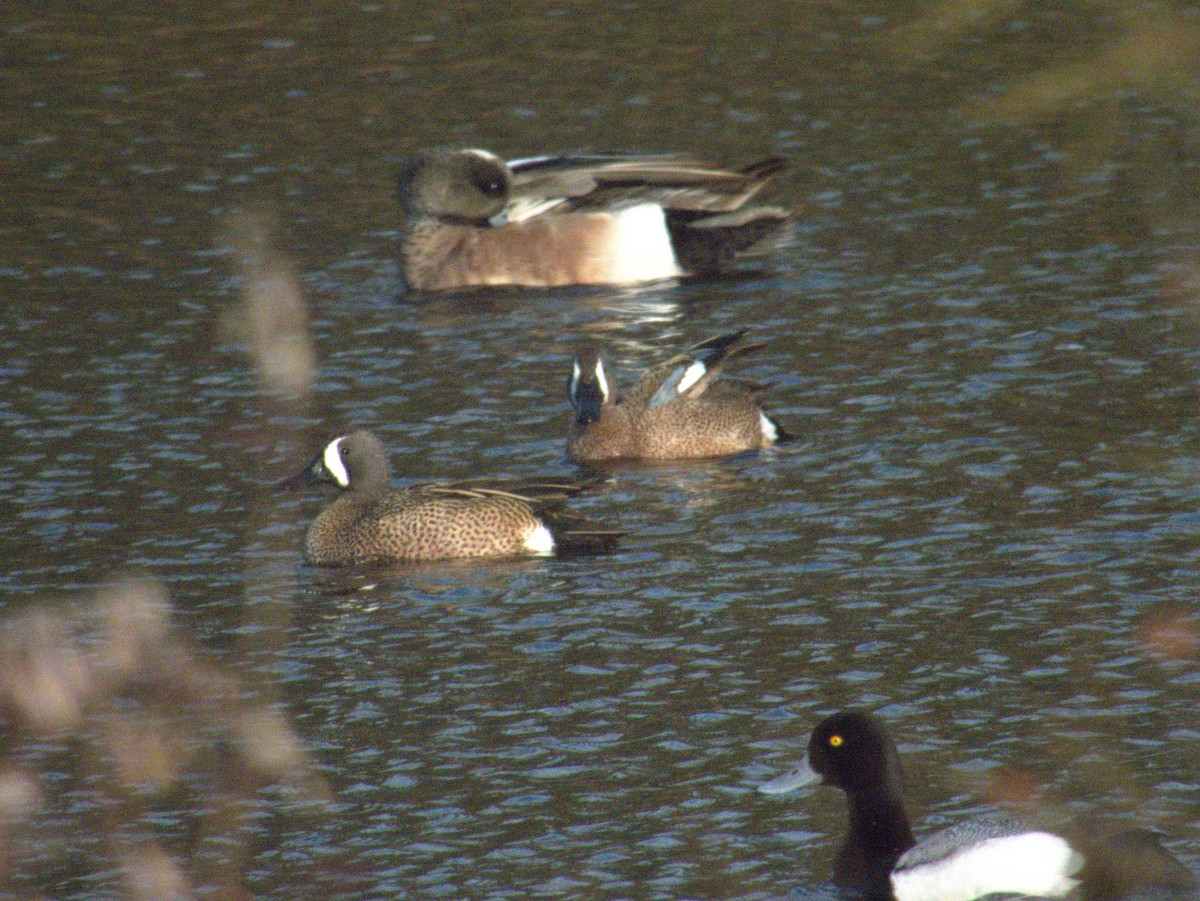 Blue-winged Teal - Vince Hiebert