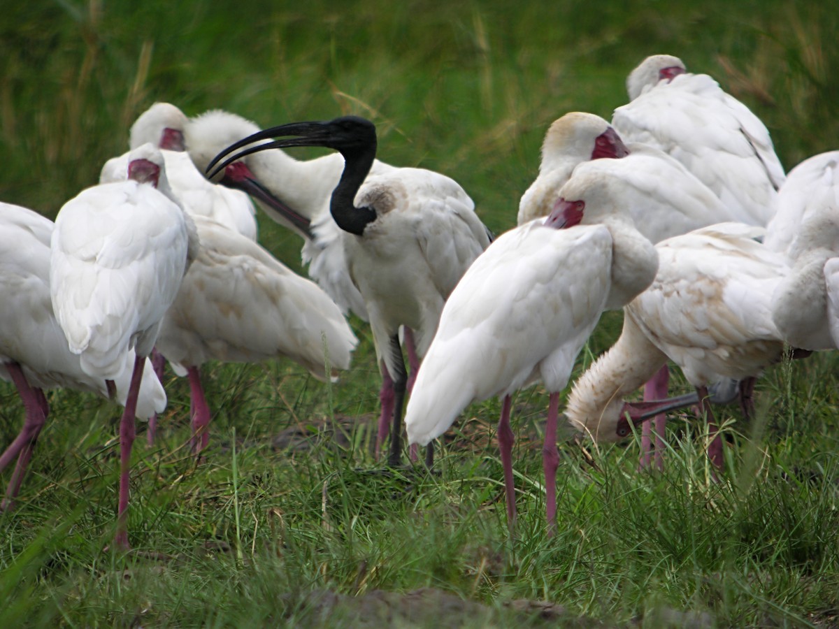 African Sacred Ibis - Marcos Lacasa