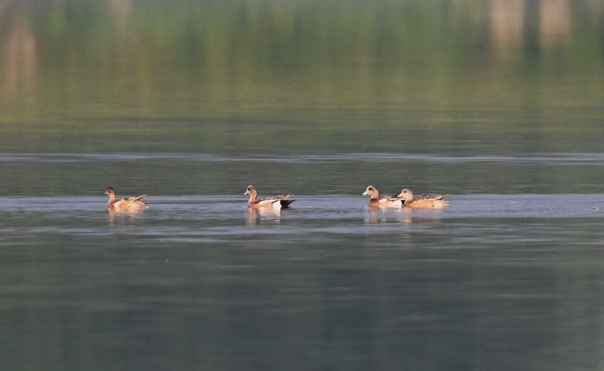 American Wigeon - John Sojda