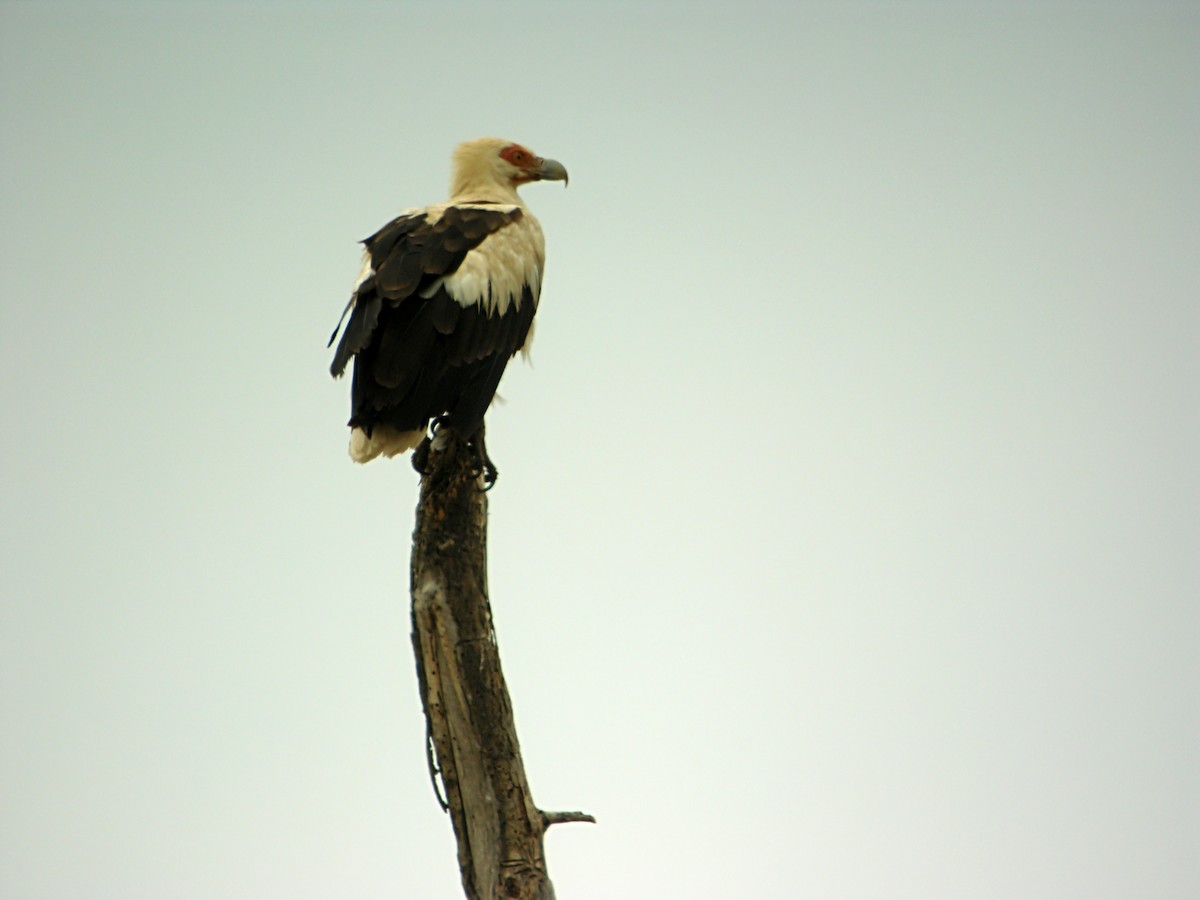 Palm-nut Vulture - Marcos Lacasa