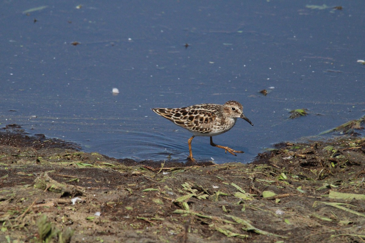 Least Sandpiper - Kevin Wistrom