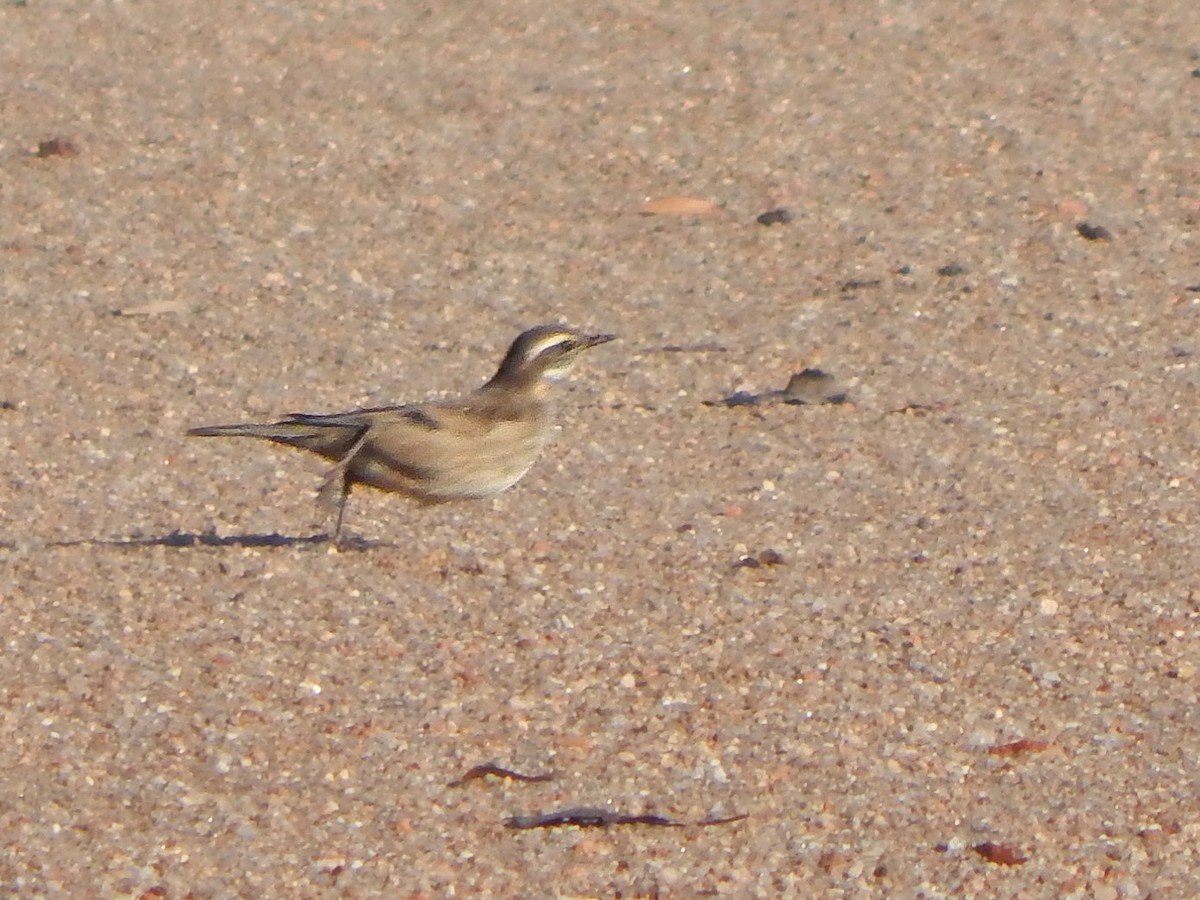 Buff-winged Cinclodes - Bautista Cerminato