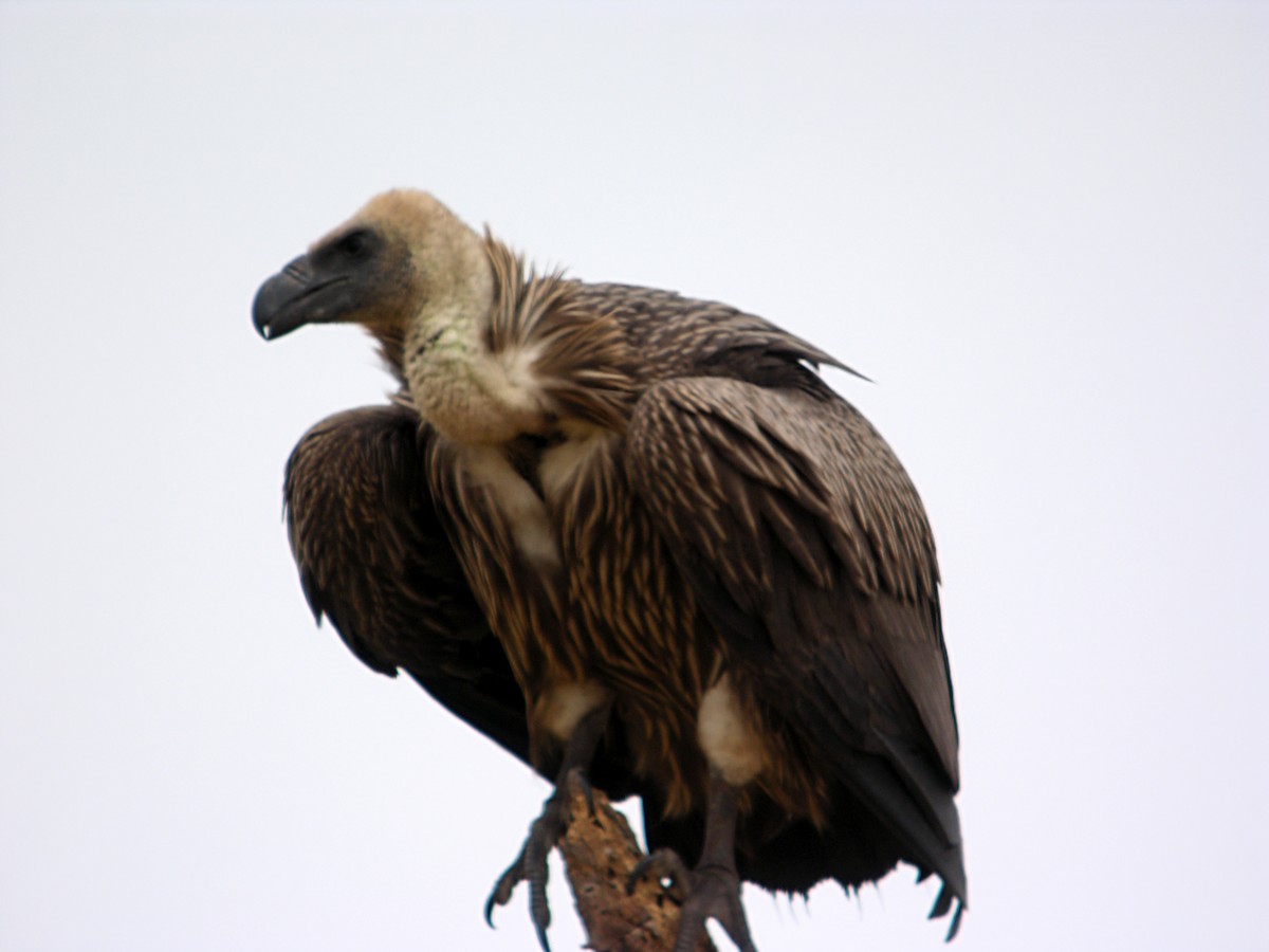 White-backed Vulture - Marcos Lacasa