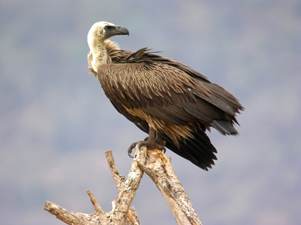 White-backed Vulture - Marcos Lacasa