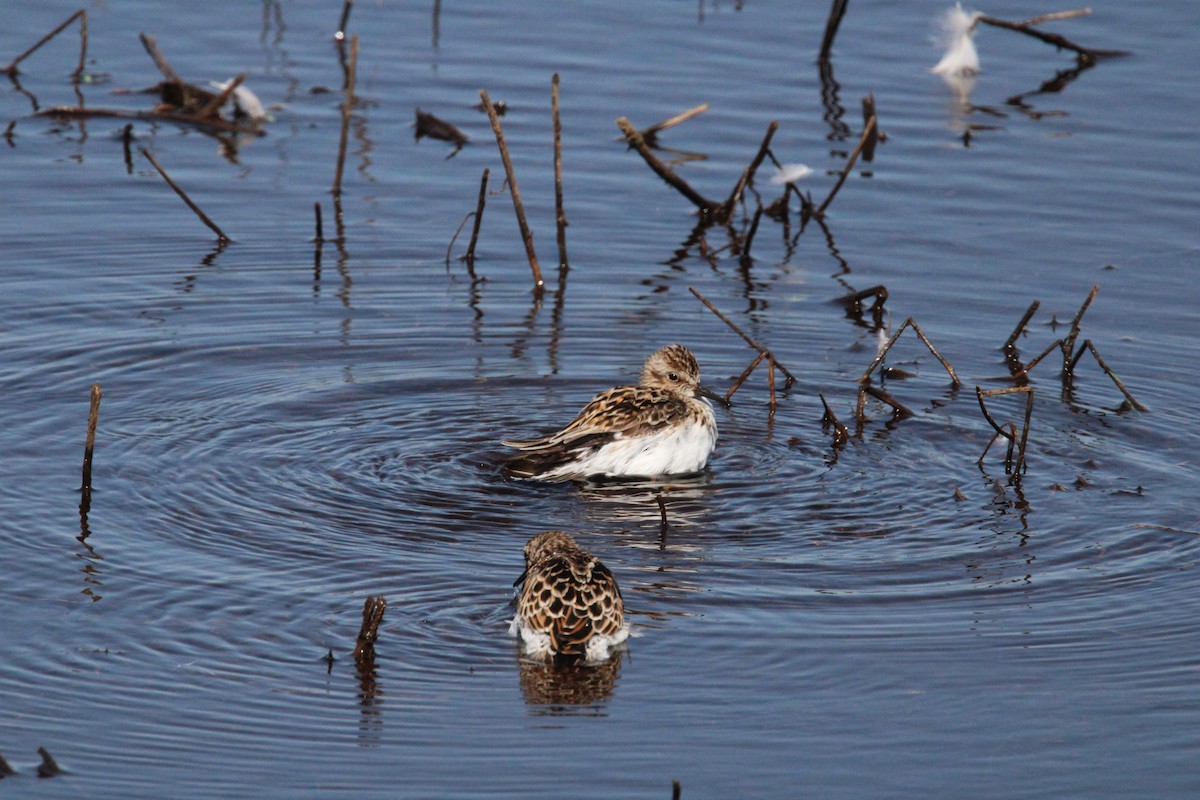 Least Sandpiper - Kevin Wistrom