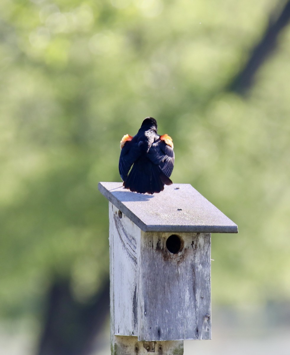 Red-winged Blackbird - Stacy Elliott