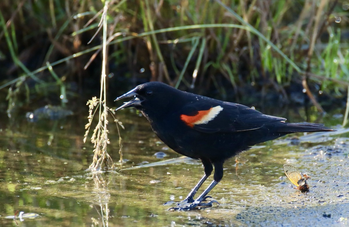 Red-winged Blackbird - Stacy Elliott