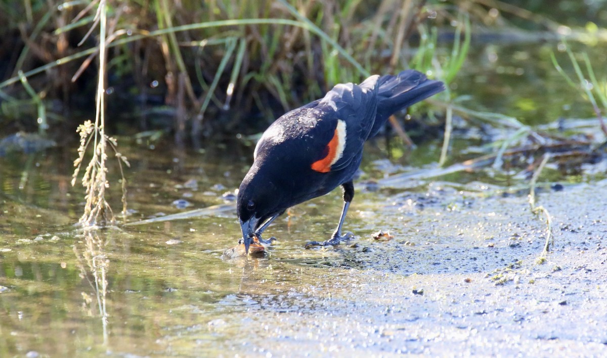 Red-winged Blackbird - Stacy Elliott