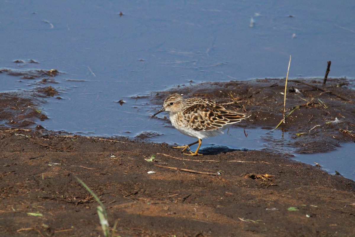 Least Sandpiper - Kevin Wistrom