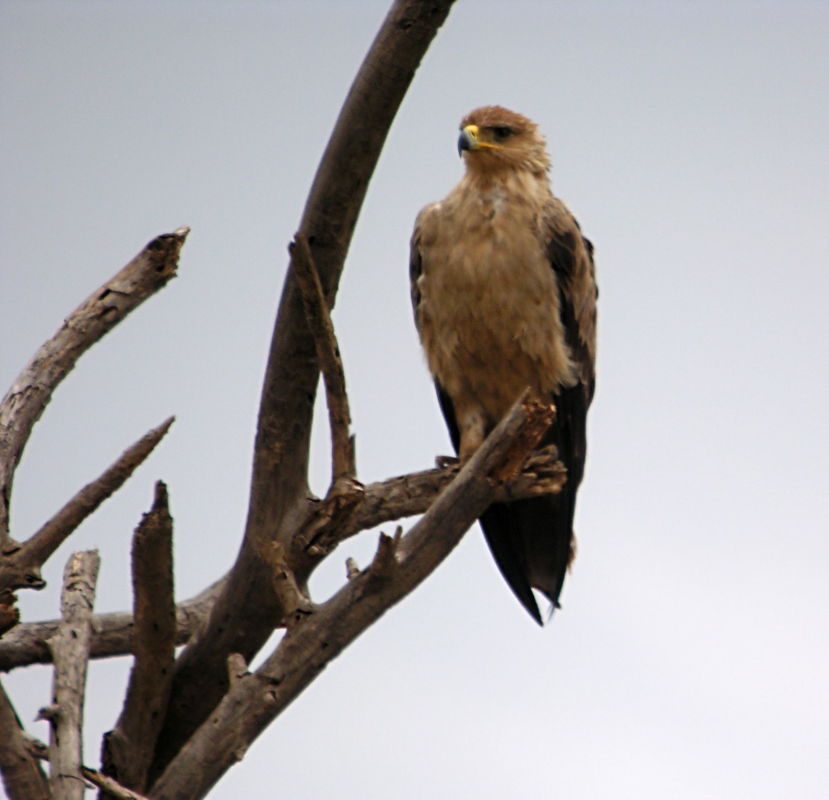 Tawny Eagle - Marcos Lacasa