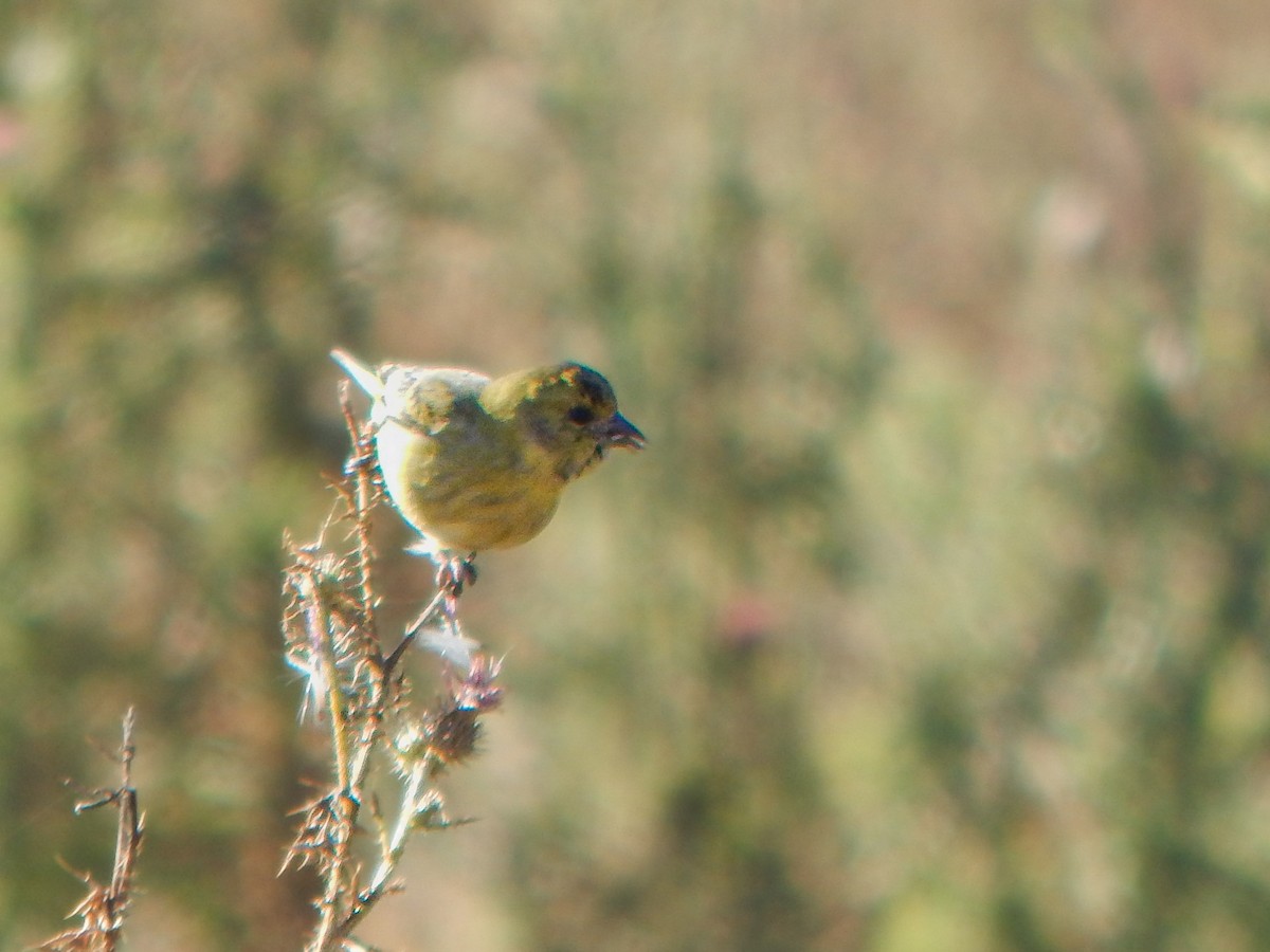 Hooded Siskin - Bautista Cerminato