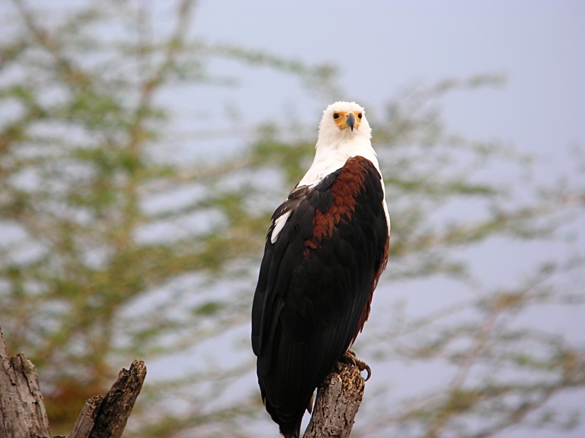 African Fish-Eagle - Marcos Lacasa