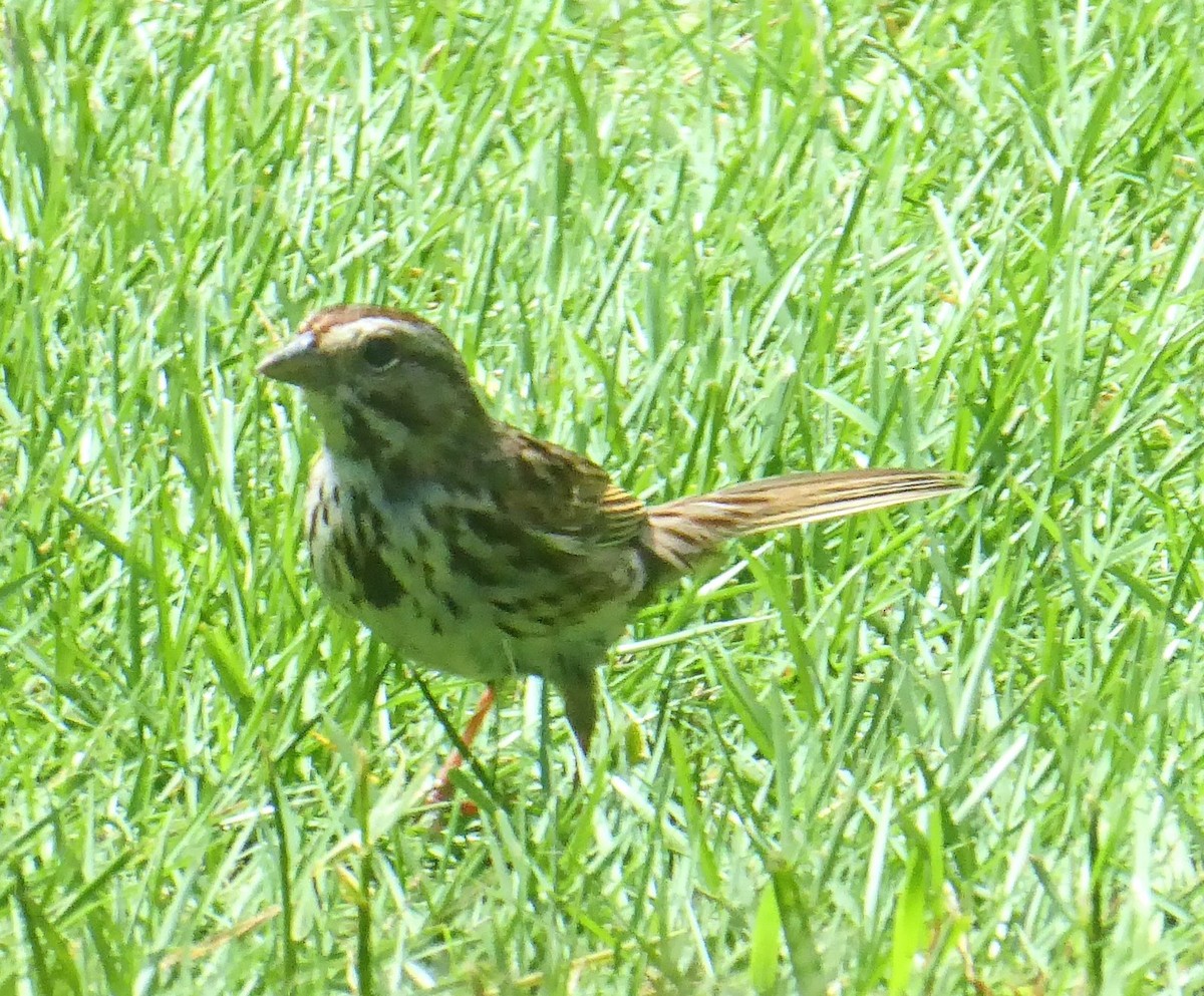 Song Sparrow - Anonymous