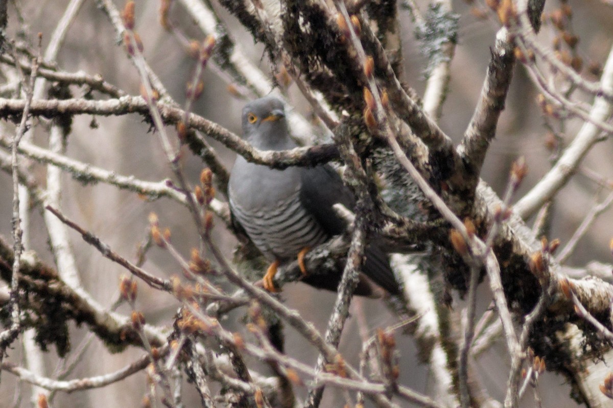 Common Cuckoo - Able Lawrence