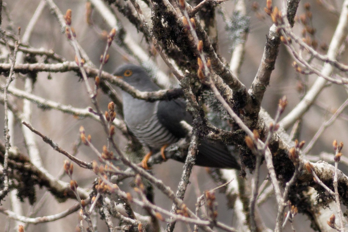 Common Cuckoo - Able Lawrence