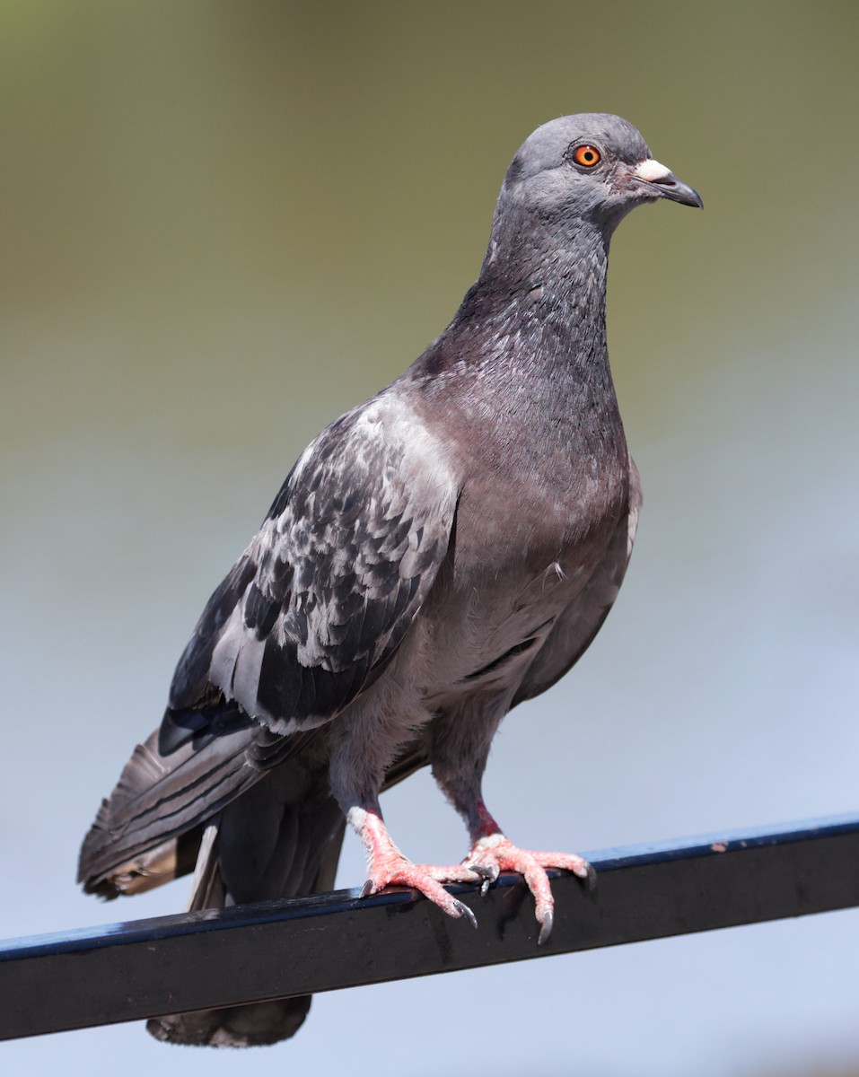 Rock Pigeon (Feral Pigeon) - Anonymous