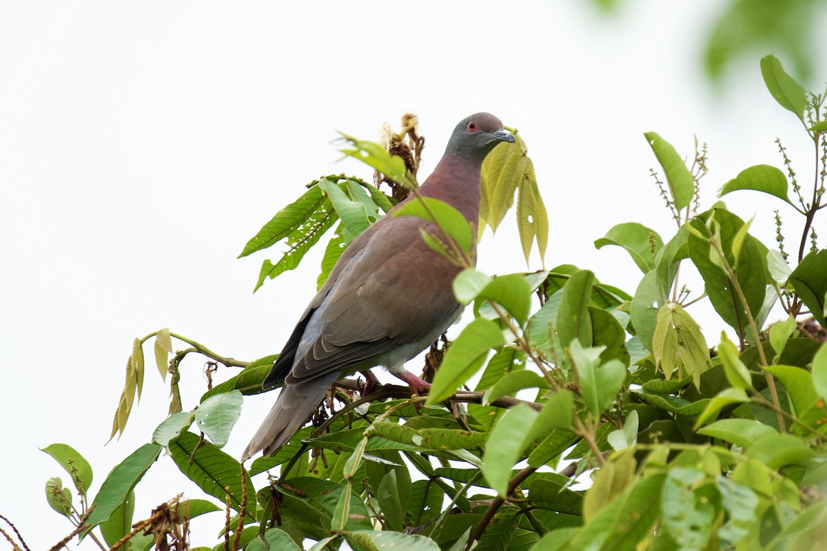 Pale-vented Pigeon - Asociacion Aviturismo RB Sumaco