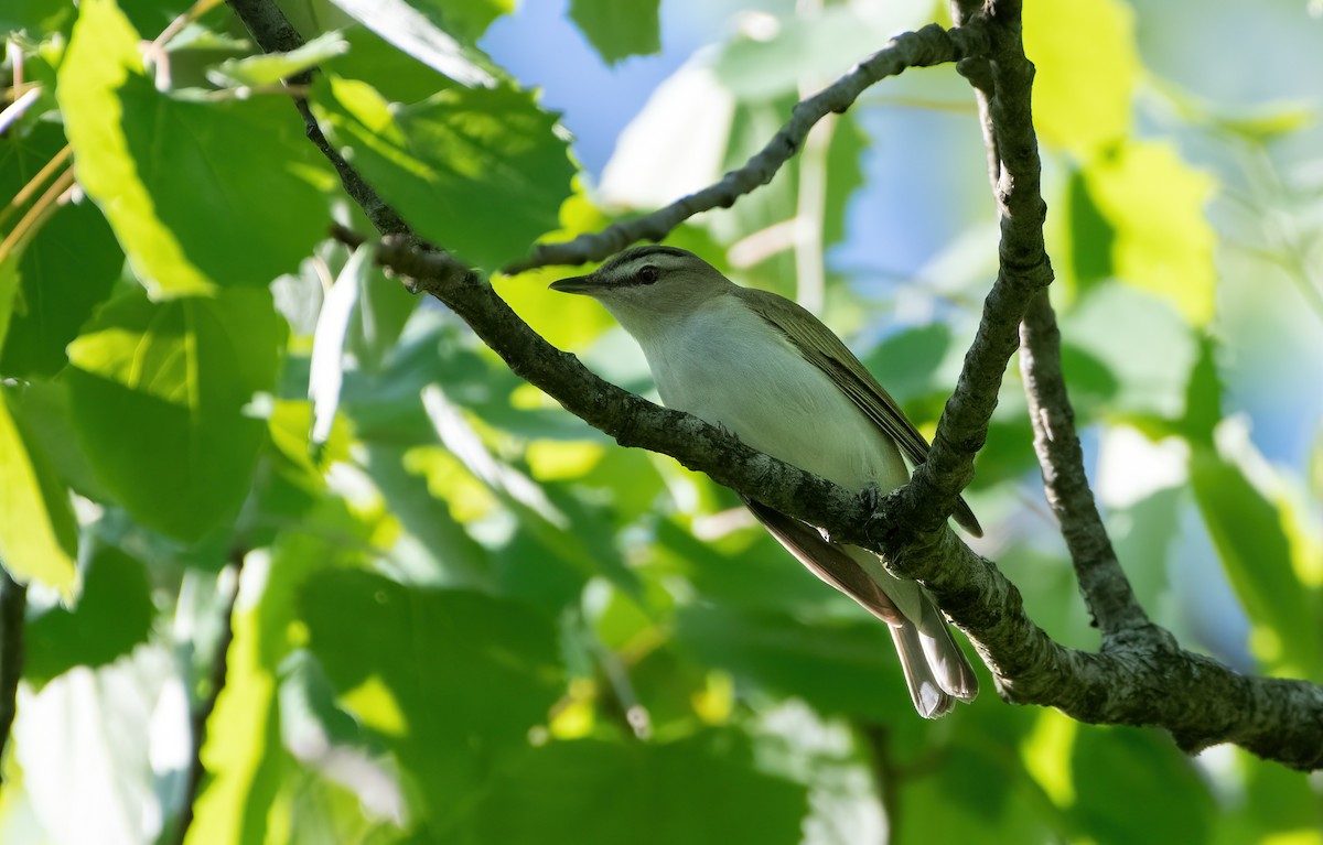 Red-eyed Vireo - Mike Good