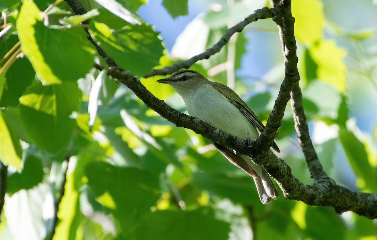 Vireo Ojirrojo - ML619287673