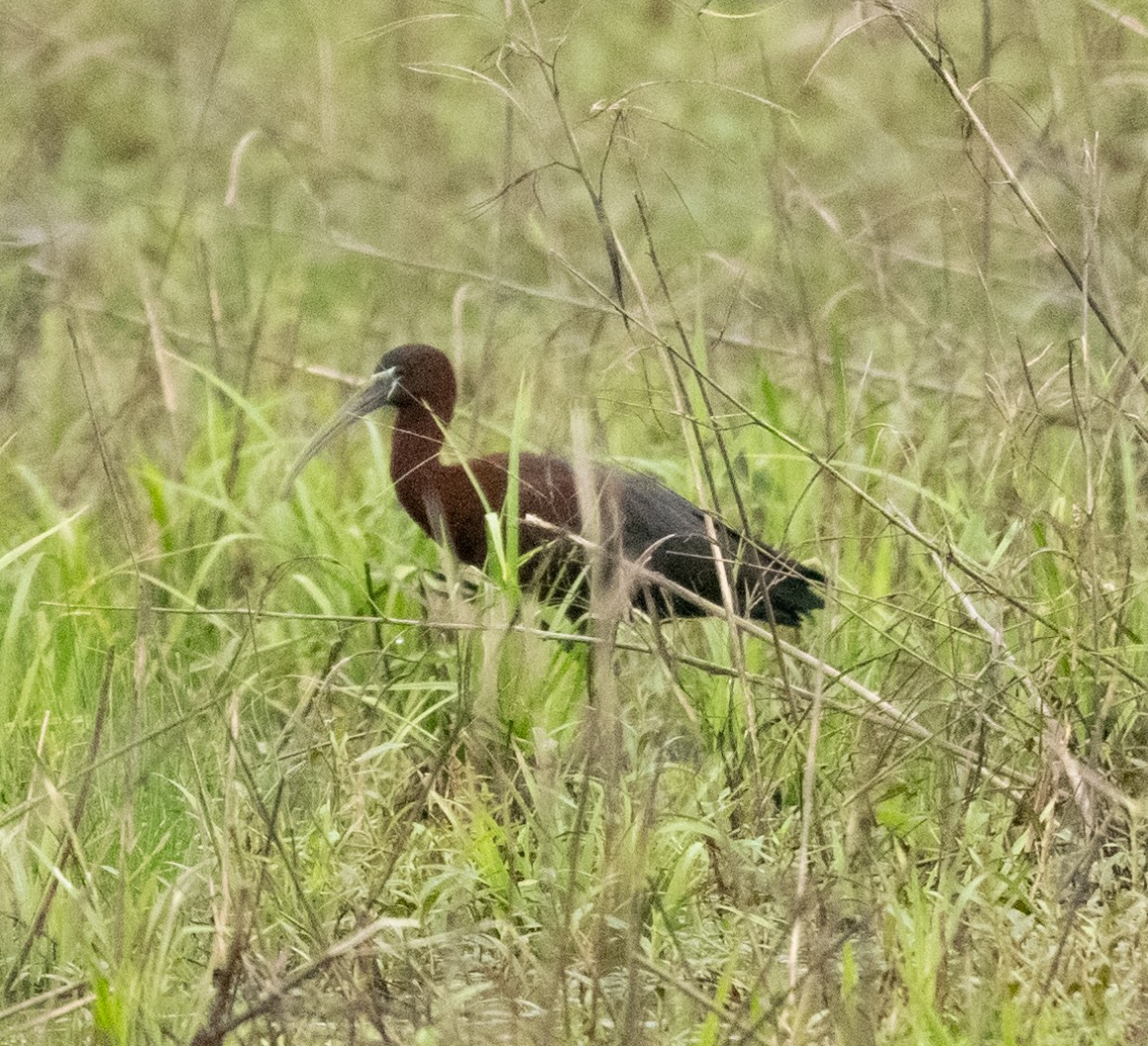 Glossy Ibis - ML619287679