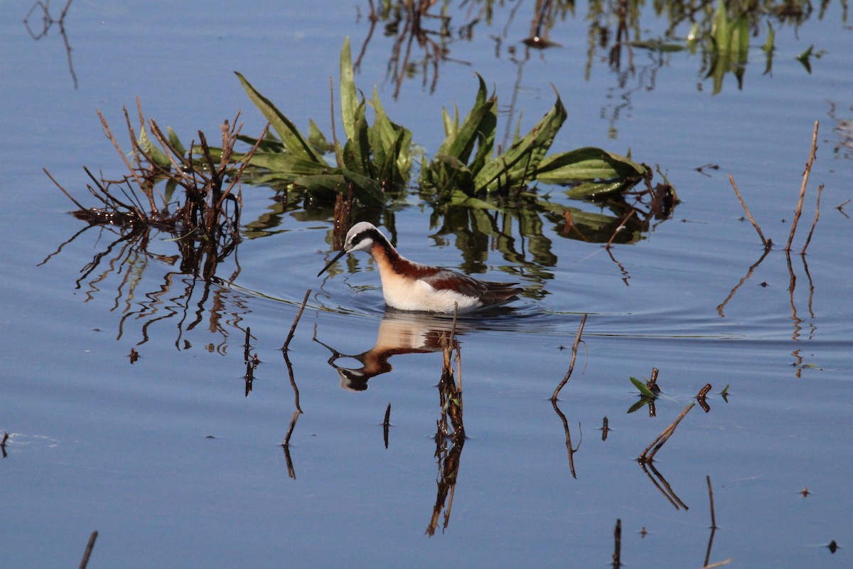 Wilson's Phalarope - Kevin Wistrom