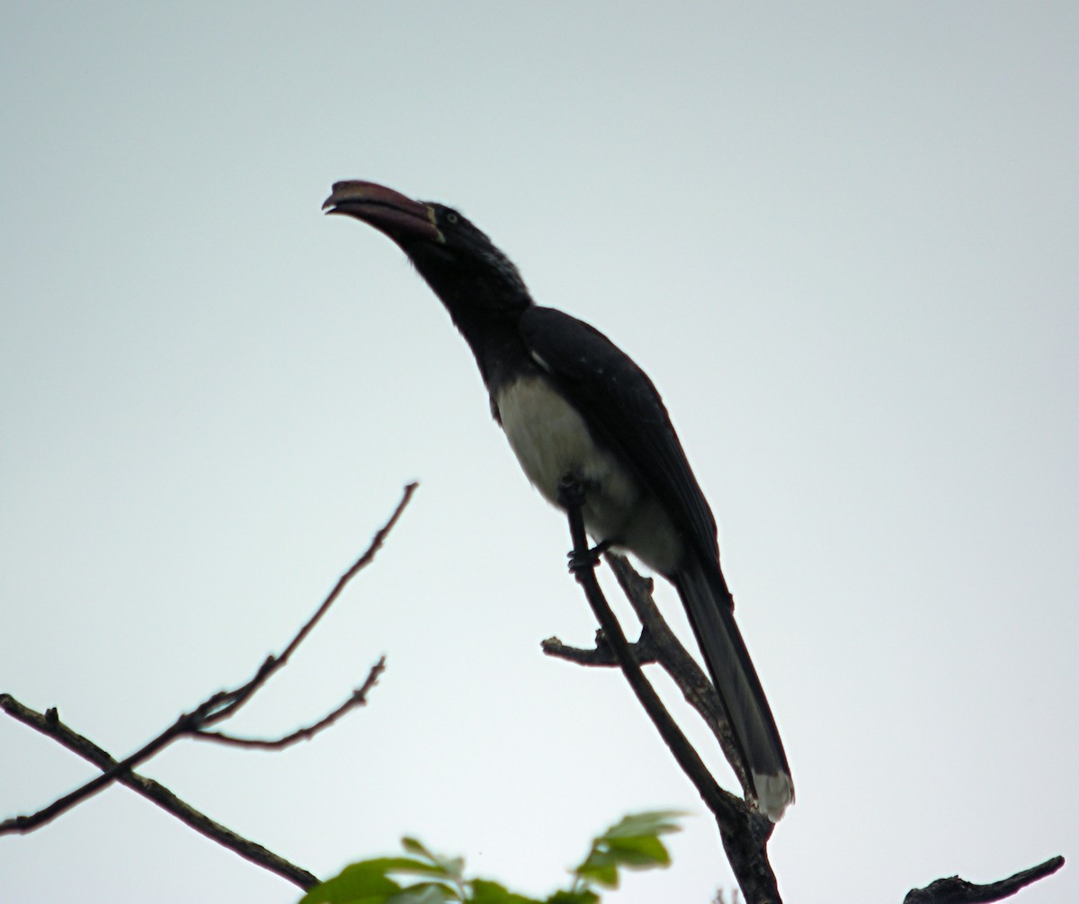 Crowned Hornbill - Marcos Lacasa