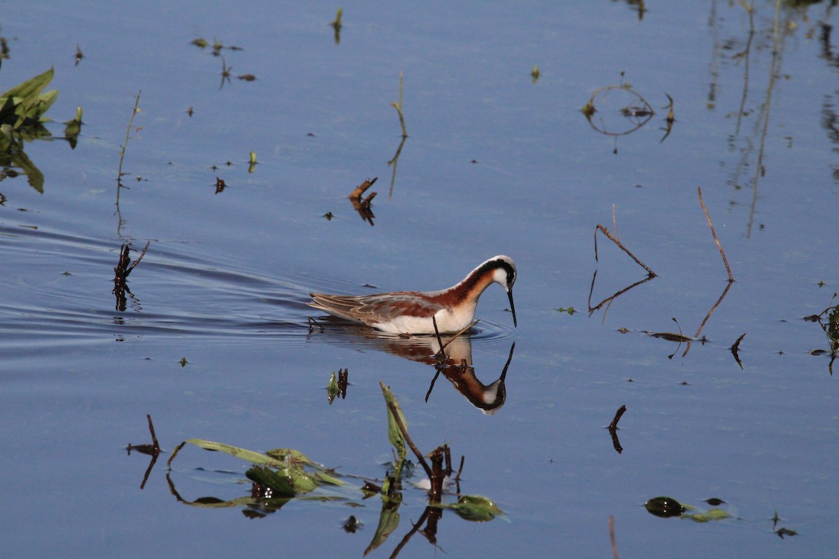 Wilson's Phalarope - Kevin Wistrom