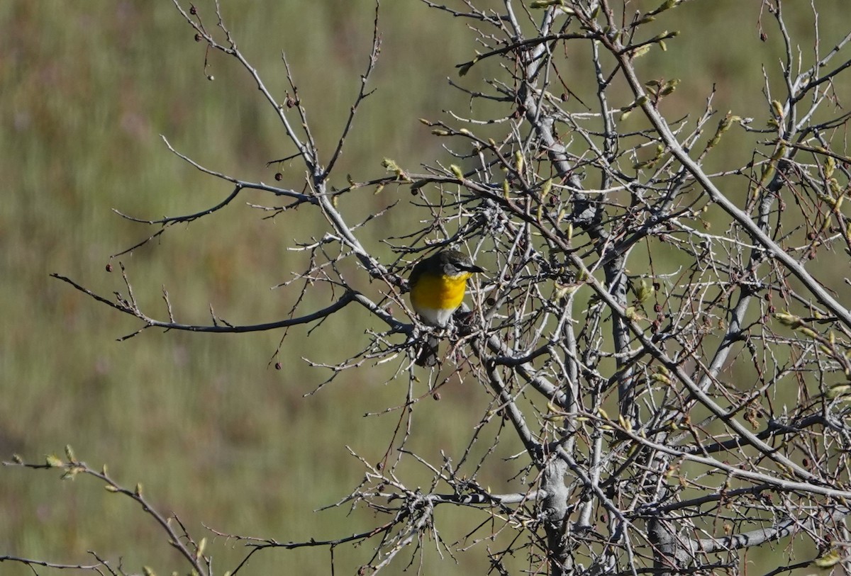 Yellow-breasted Chat - ML619287706