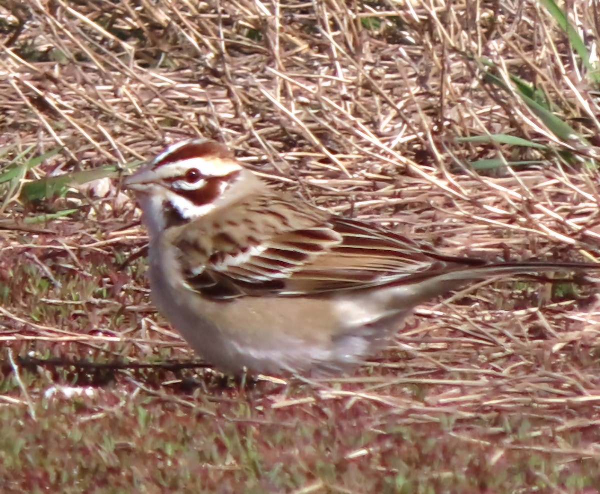 Lark Sparrow - Cathleen Burns