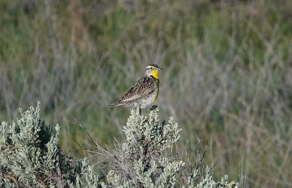 Western Meadowlark - ML619287716