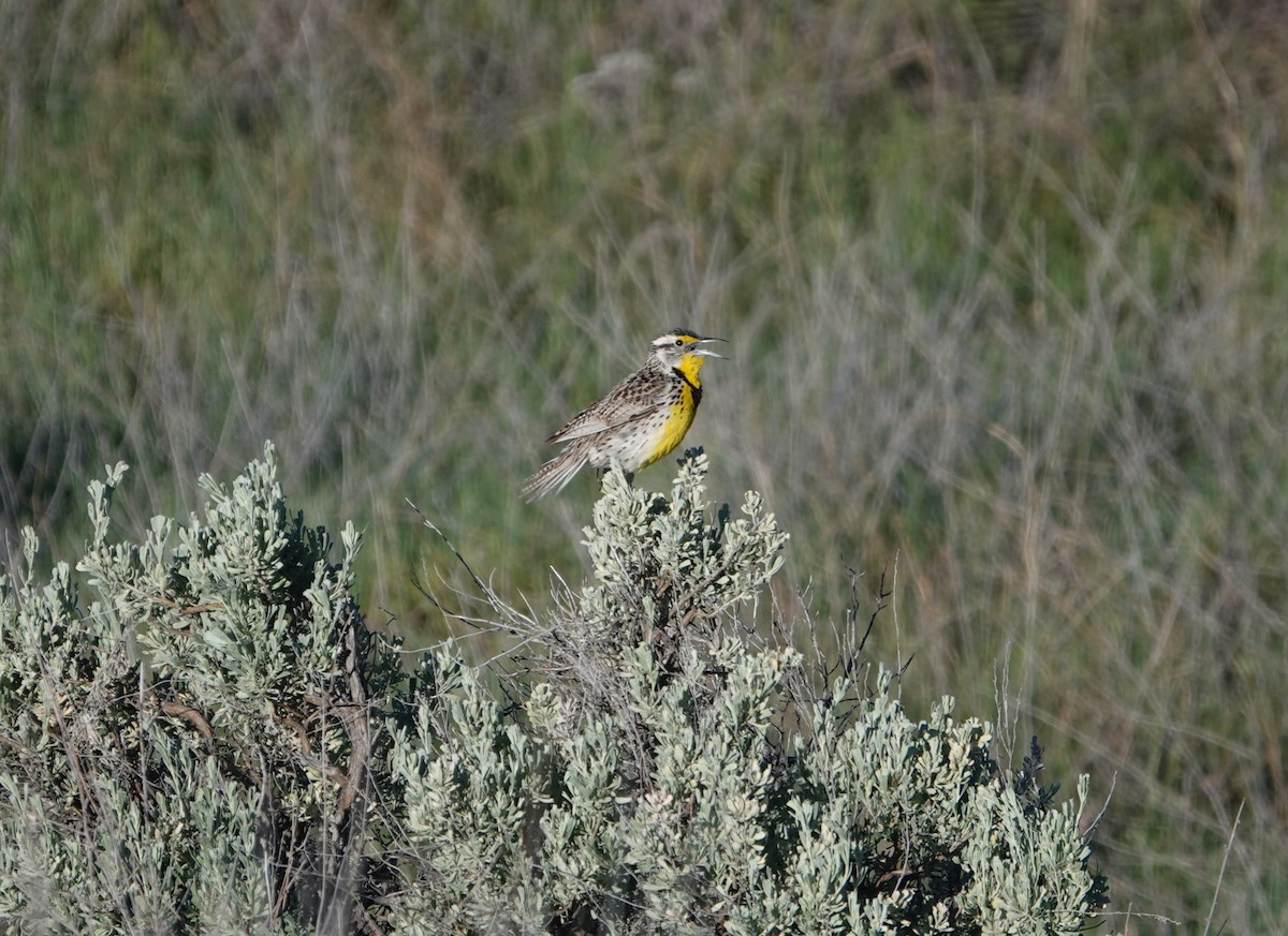 Western Meadowlark - ML619287723