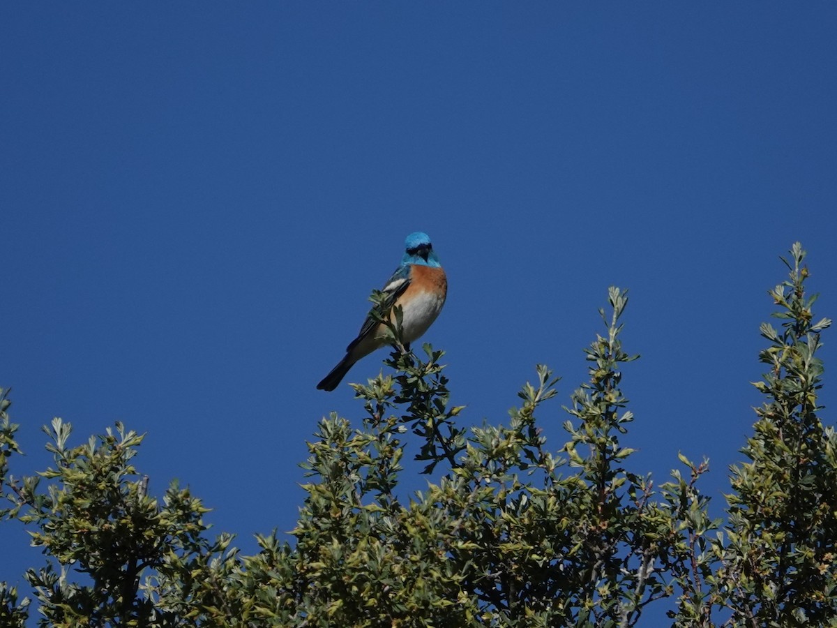 Lazuli Bunting - ML619287729