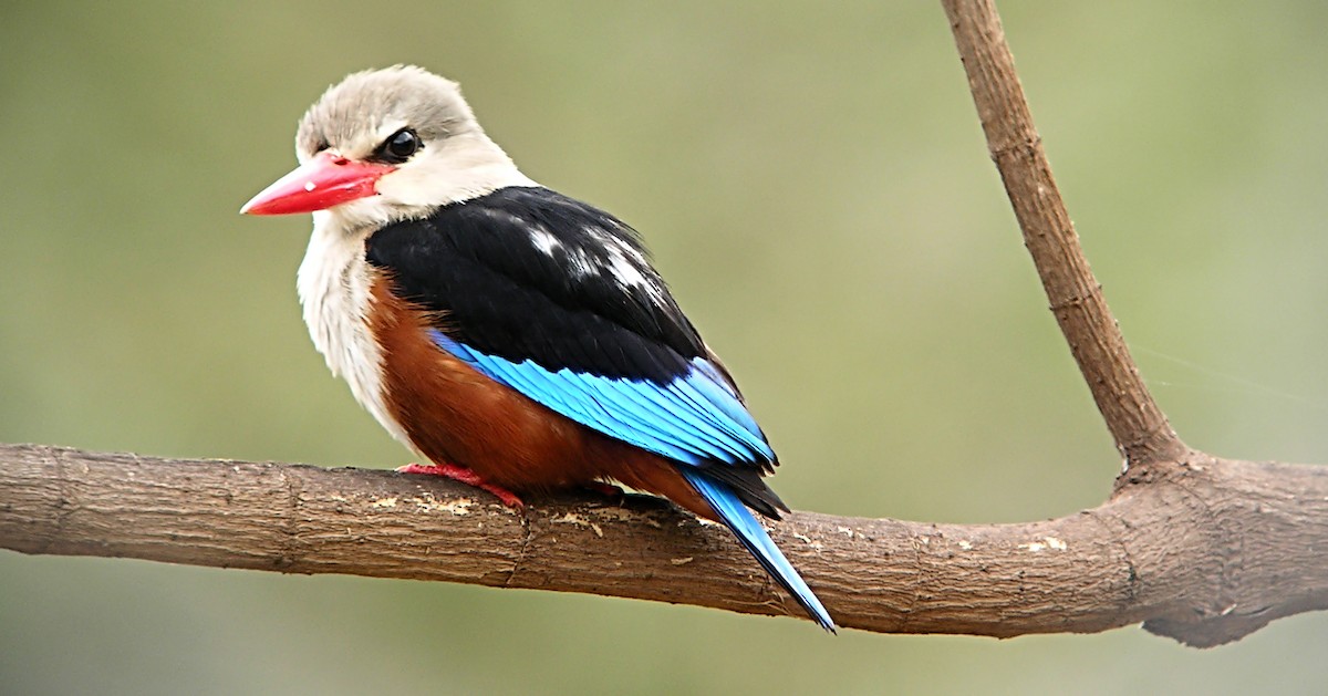 Gray-headed Kingfisher - Marcos Lacasa